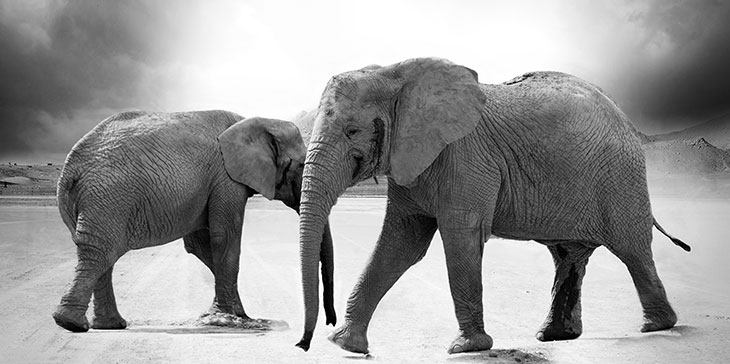 Imagem de 2 elefantes