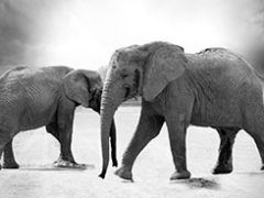 Imagem de 2 elefantes